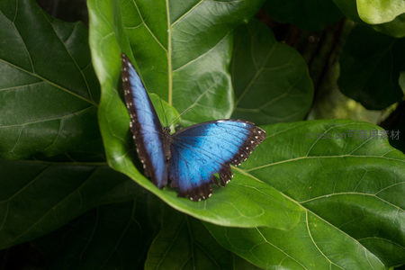 蓝闪蝶栖息于翠绿宽叶之上，翅膀闪耀金属光泽