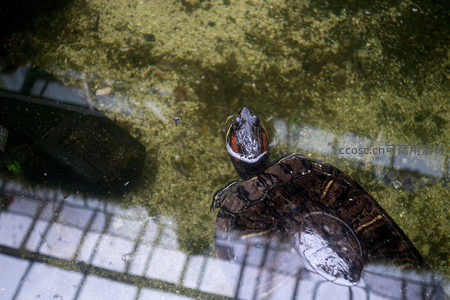 红耳龟探头水面，清澈浅水中倒影清晰可见