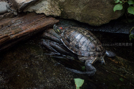 红耳龟攀附湿木休憩，溪畔岩石间光影交错