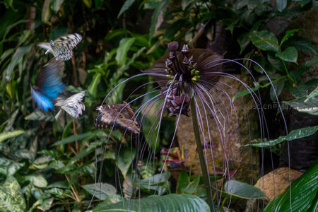 多只蝴蝶环绕奇特紫花飞舞，热带雨林秘境生机盎然
