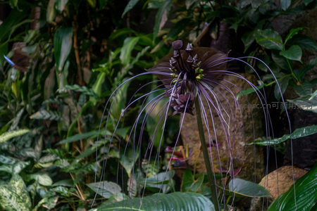 神秘紫魔芋花静立林间，细长花丝如蛛网垂落