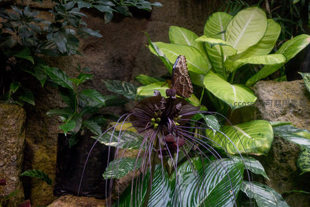 暗色魔芋花上停歇的猫头鹰蝶，热带雨林微距生态特写