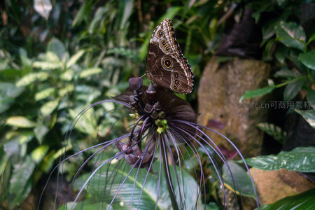 猫头鹰蝶栖息于魔芋花顶，翅膀斑纹清晰可见的生态微距摄影
