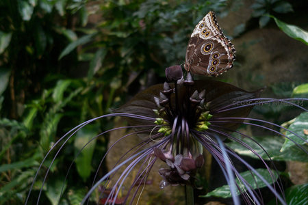 魔芋花绽放时蝴蝶驻足，深紫花丝与棕褐蝶翼交织的生态奇景