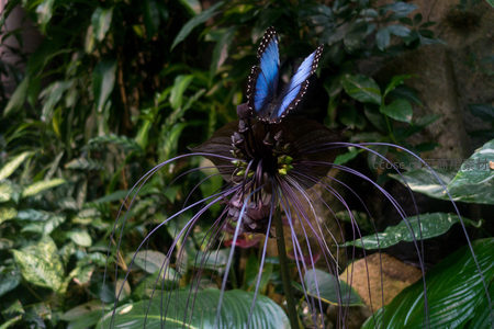 蓝闪蝶惊艳现身魔芋花丛，翅膀闪耀金属蓝光的珍贵瞬间
