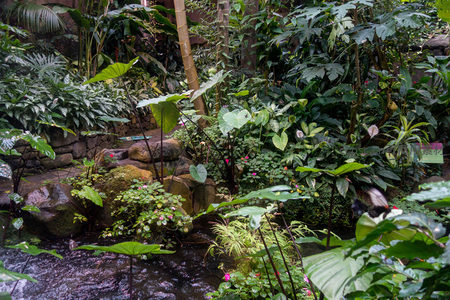 热带雨林溪畔生态全景：魔芋花、蝴蝶与繁茂植被构成的生机画卷