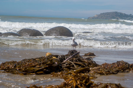 海鸥栖息海藻堆旁的摩拉基巨石海岸