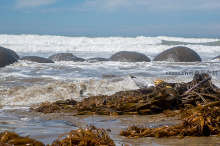 浪涌翻腾中摩拉基巨石群的动态之美