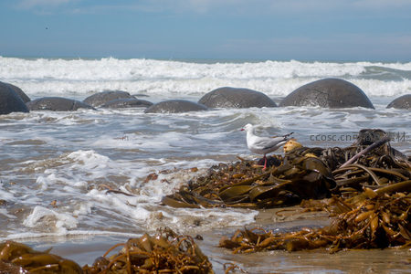 莫拉基巨石海岸海鸥栖息，浪花拍打褐藻覆盖的沙滩