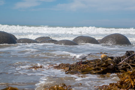 海鸥在莫拉基巨石滩觅食，潮水轻抚布满海藻的黑色圆石