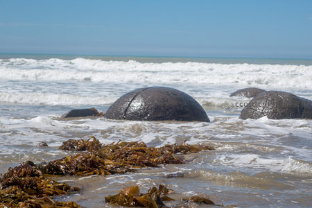 巨石群半隐海中，浪花飞溅，褐藻铺陈海岸线如天然地毯