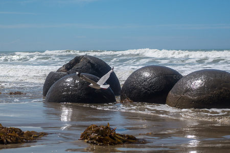新西兰摩拉基巨石海岸海鸥飞掠，浪花拍打黑色球状岩石