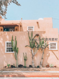 沙漠风格土坯建筑前挺拔仙人掌群落
