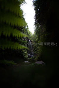 幽谷秘境：蕨类掩映下细瀑垂落深林峡谷