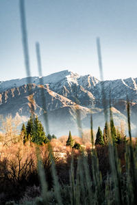 晨光穿透草丛映照雪峰，层峦叠嶂间松林静谧如画