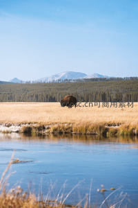黄石公园野牛悠然吃草，雪山森林环绕湿地河岸