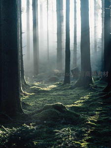 晨雾森林光束穿透树干，青苔覆盖林间小径幽静神秘