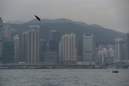 飞鸟掠过维港上空，城市剪影与远山构成静谧都市画卷