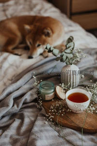 柴犬卧床休憩，木盘上茶杯、香薰与尤加利枝叶构成温馨晨间场景