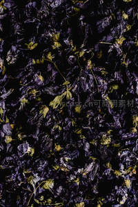 深紫干花特写，褶皱花瓣与嫩绿茎叶交织的静谧纹理