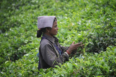 茶农在翠绿茶园中专注采摘新鲜嫩叶，头戴格纹布巾，动作娴熟自然