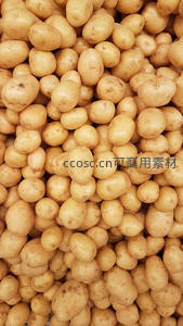 金黄小土豆堆叠特写，表皮光滑带自然斑点，展现丰收质朴气息