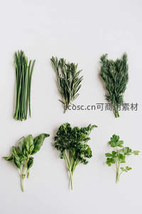 六种新鲜香草平铺白底：葱、迷迭香、莳萝、罗勒、欧芹与香菜，清新有序