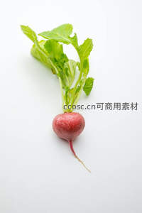 新鲜红皮萝卜带翠绿叶茎，白底静物特写摄影