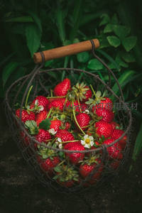 铁丝网篮盛满带花蒂的成熟草莓，木质提手与深绿叶丛映衬，复古乡村风浓郁