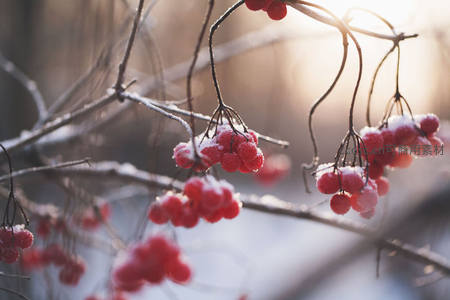 冬日枝头覆雪的 Viburnum 浆果，逆光中泛着温暖光泽