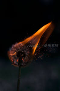 蒲公英遇火瞬间爆燃，种子飞散如星火，黑背景衬托炽烈生命终结之美