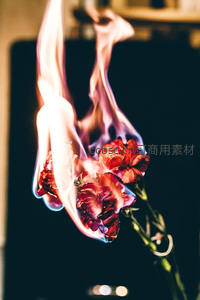 火焰中绽放的红色康乃馨，花瓣在烈焰中卷曲燃烧，呈现毁灭与美的瞬间