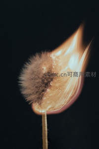 蒲公英种子在火焰中瞬间燃烧，绒毛与火光交织成动态艺术