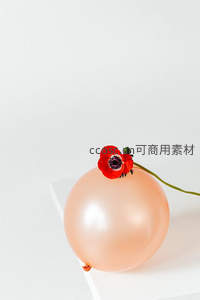 淡粉色气球顶置红罂粟花，清新雅致的静物构图